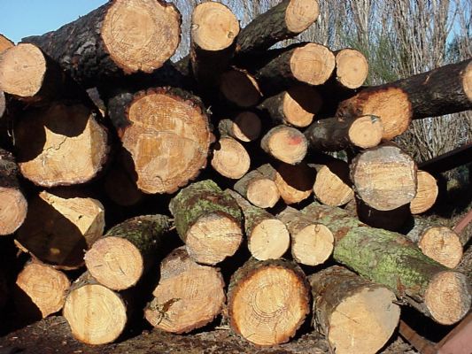 DRY PINE FIREWOOD