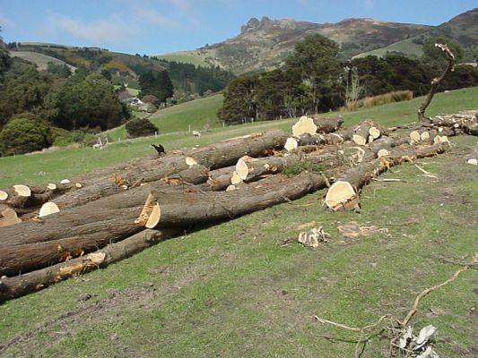 DRY MACROCARPA FIREWOOD